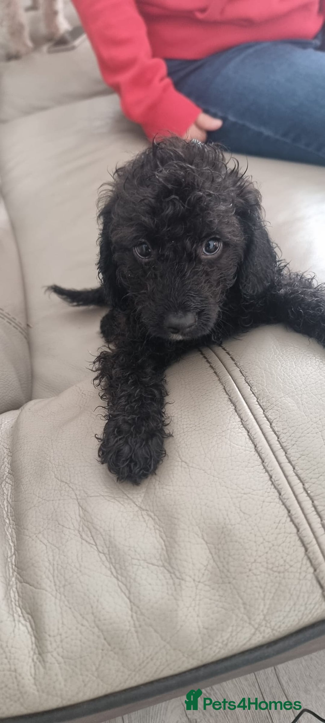 Cavapoo dogs for sale: Last pup remaining - Image 3