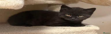 British Shorthair Black Male