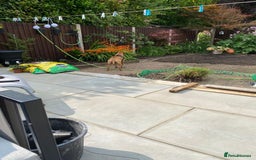 Staffordshire Bull Terrier dogs for sale: Staffordshire bull terrior - Image 3