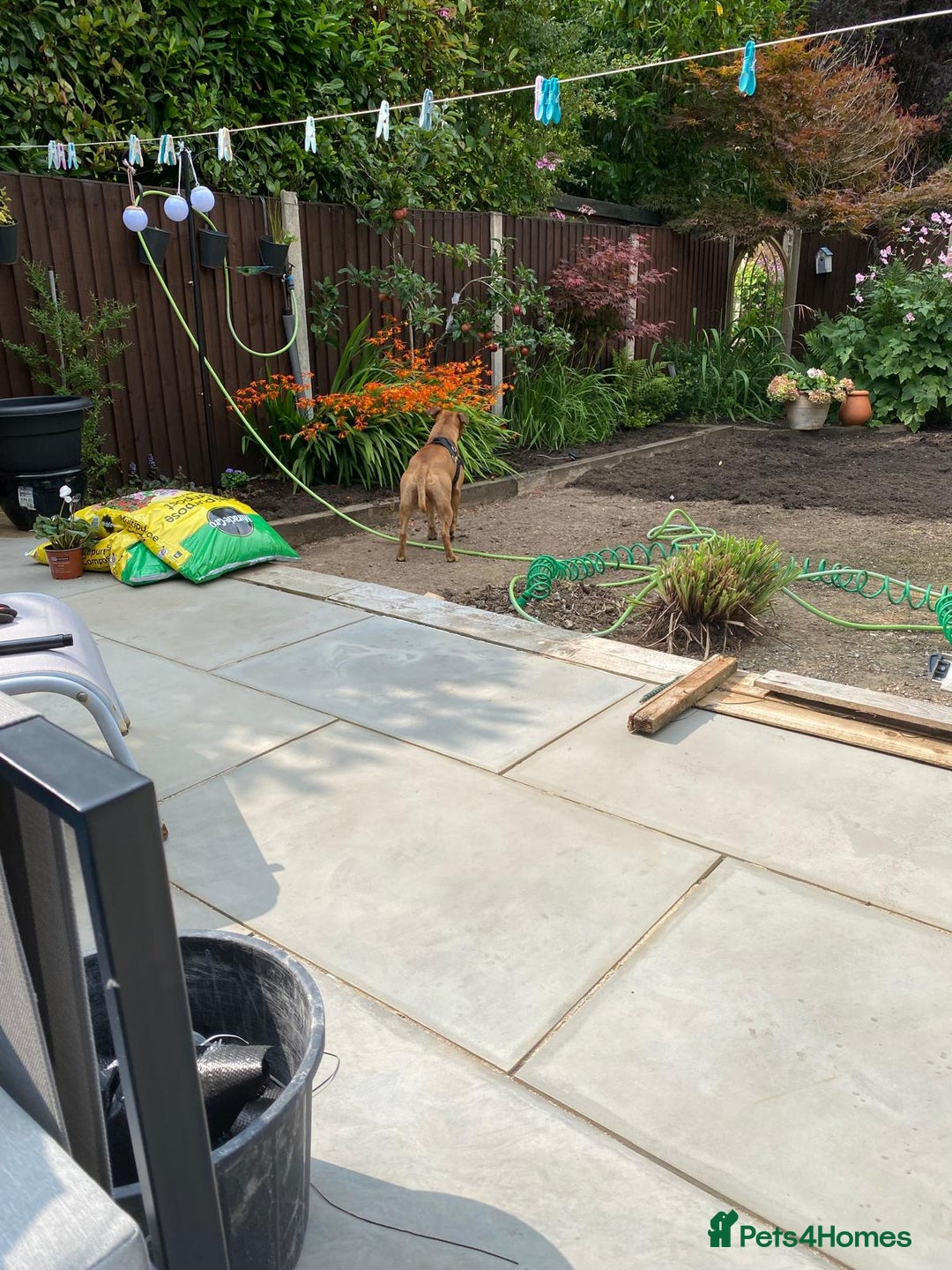 Staffordshire Bull Terrier dogs for sale: Staffordshire bull terrior - Image 3