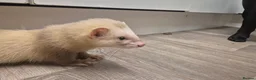 Ferret rodents for sale: 3 x 6 month old ferrets - Advert 8