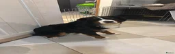 Bernese Mountain Dog dogs for sale: Bernese Mountain Dog Ace for Rehome - Advert 3