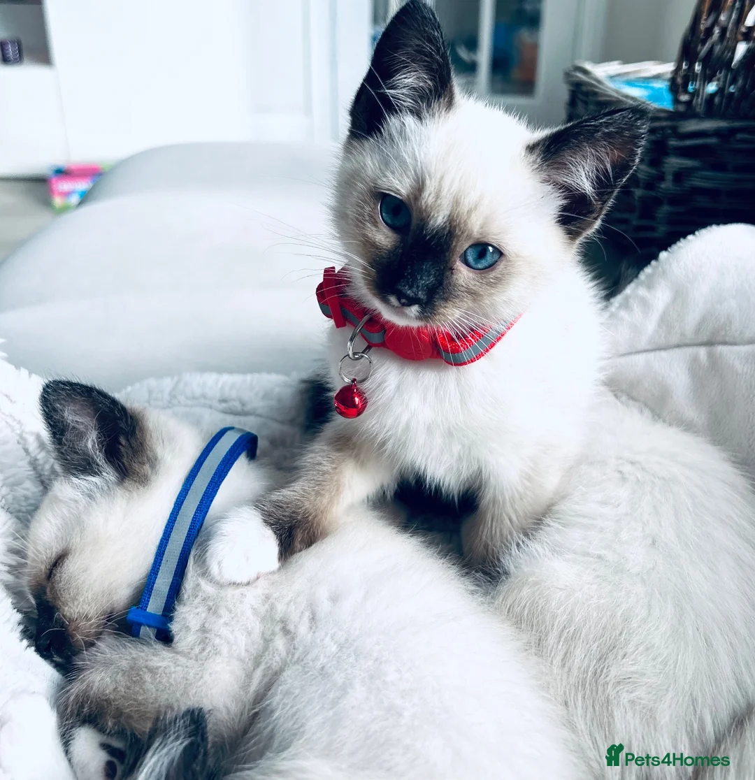 Ragamese cats for sale: Stunning Ragdoll x Thai Siamese - Advert 2
