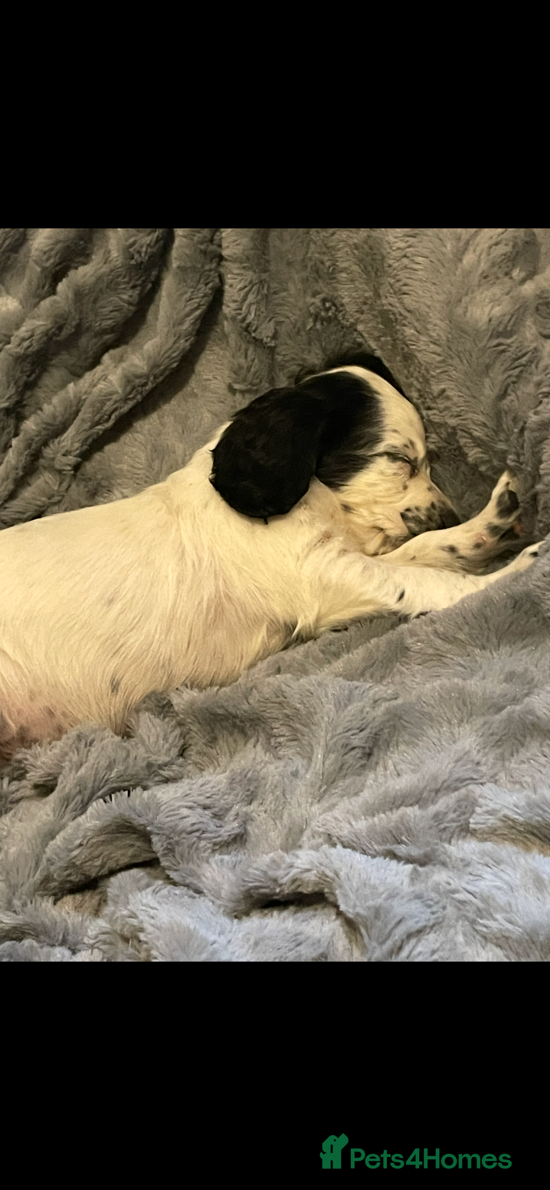 Cocker Spaniel dogs for sale: KC Registered Cocker Spaniels  - Image 7