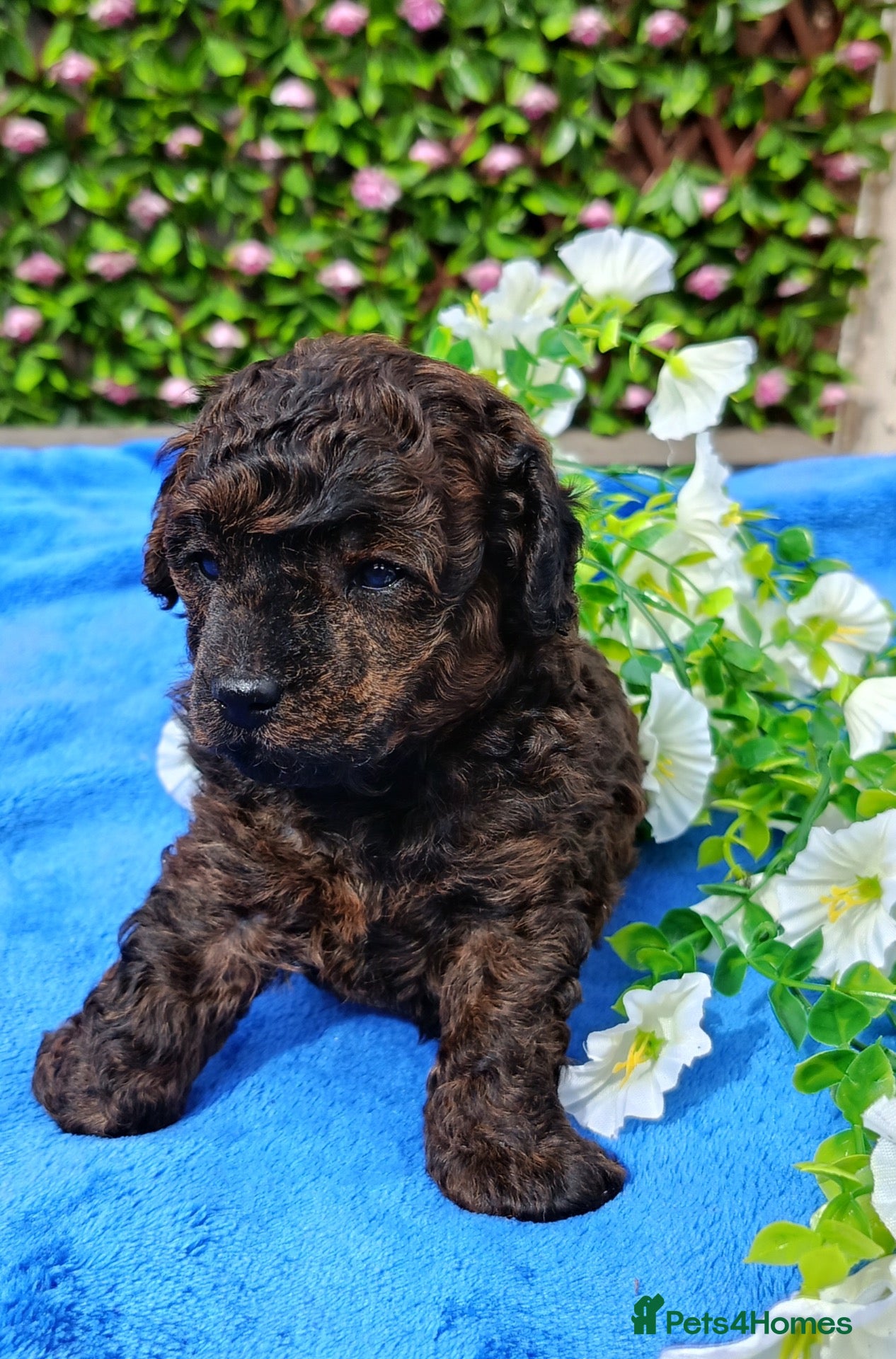 Toy Poodle dogs TOY POODLE FEMALE TIGER BRINDLE VERY SMALL  - Advert 2
