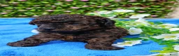 Toy Poodle dogs for sale: TOY POODLE FEMALE TIGER BRINDLE VERY SMALL  - Advert 2