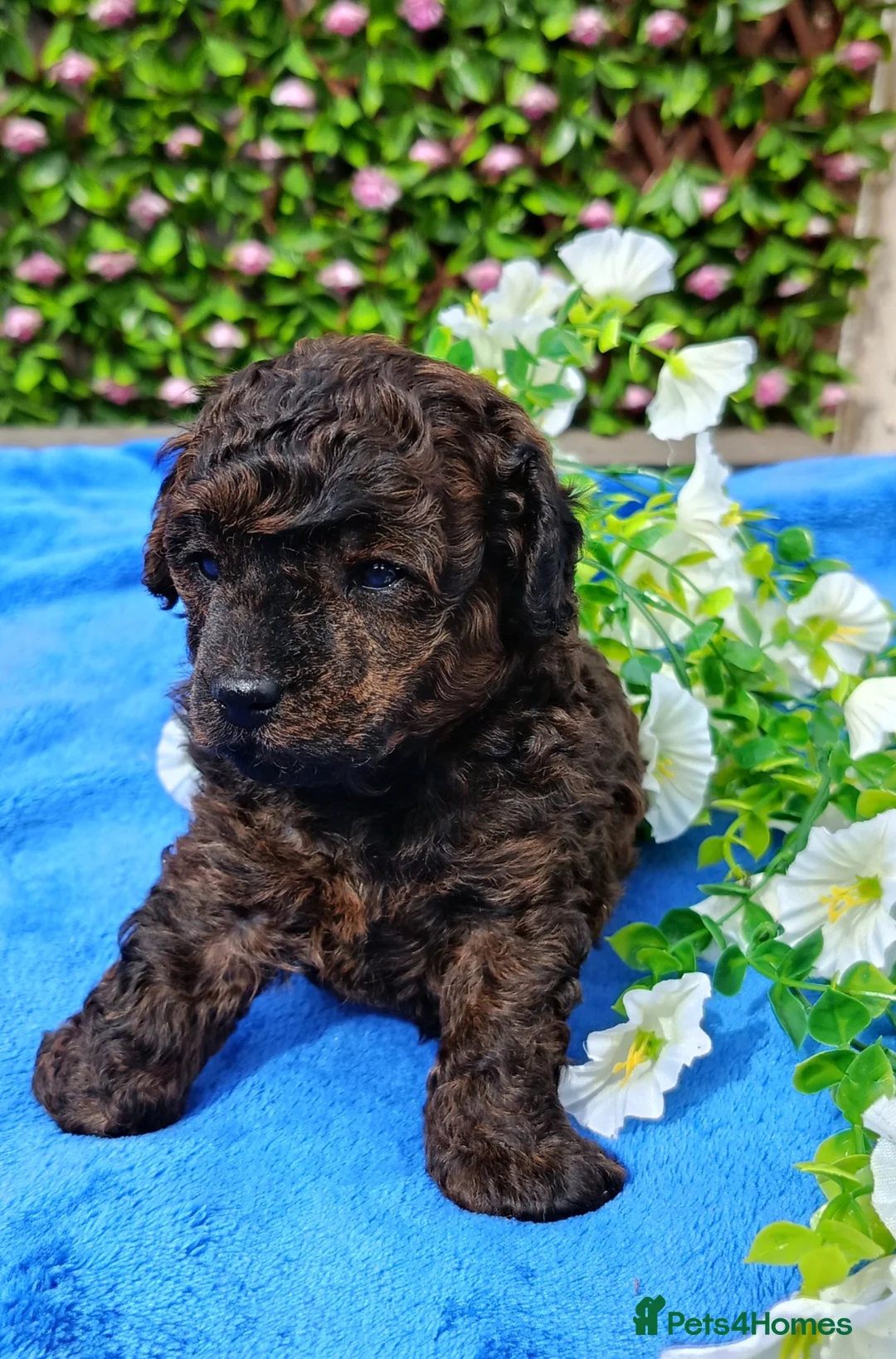 Toy Poodle dogs for sale: TOY POODLE FEMALE TIGER BRINDLE VERY SMALL  - Advert 2