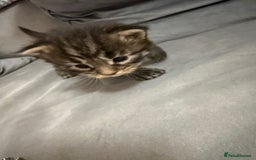 Maine Coon cats for sale: Maine Coon kittens some polydactyl.  - Advert 10