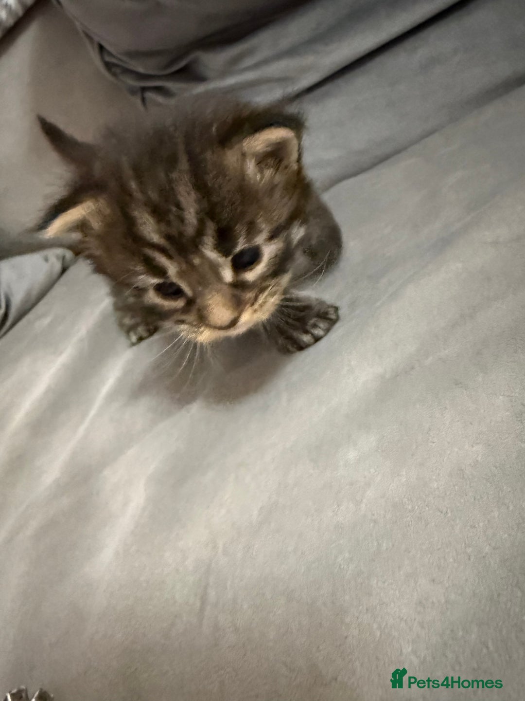 Maine Coon cats for sale: Maine Coon kittens some polydactyl.  - Advert 10