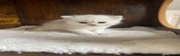 British Shorthair cats for sale: Silver pedigree British Shorthair kittens  - Advert 18