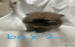 Pomeranian dogs for sale: Tiny Pomeranian puppys - Image 8