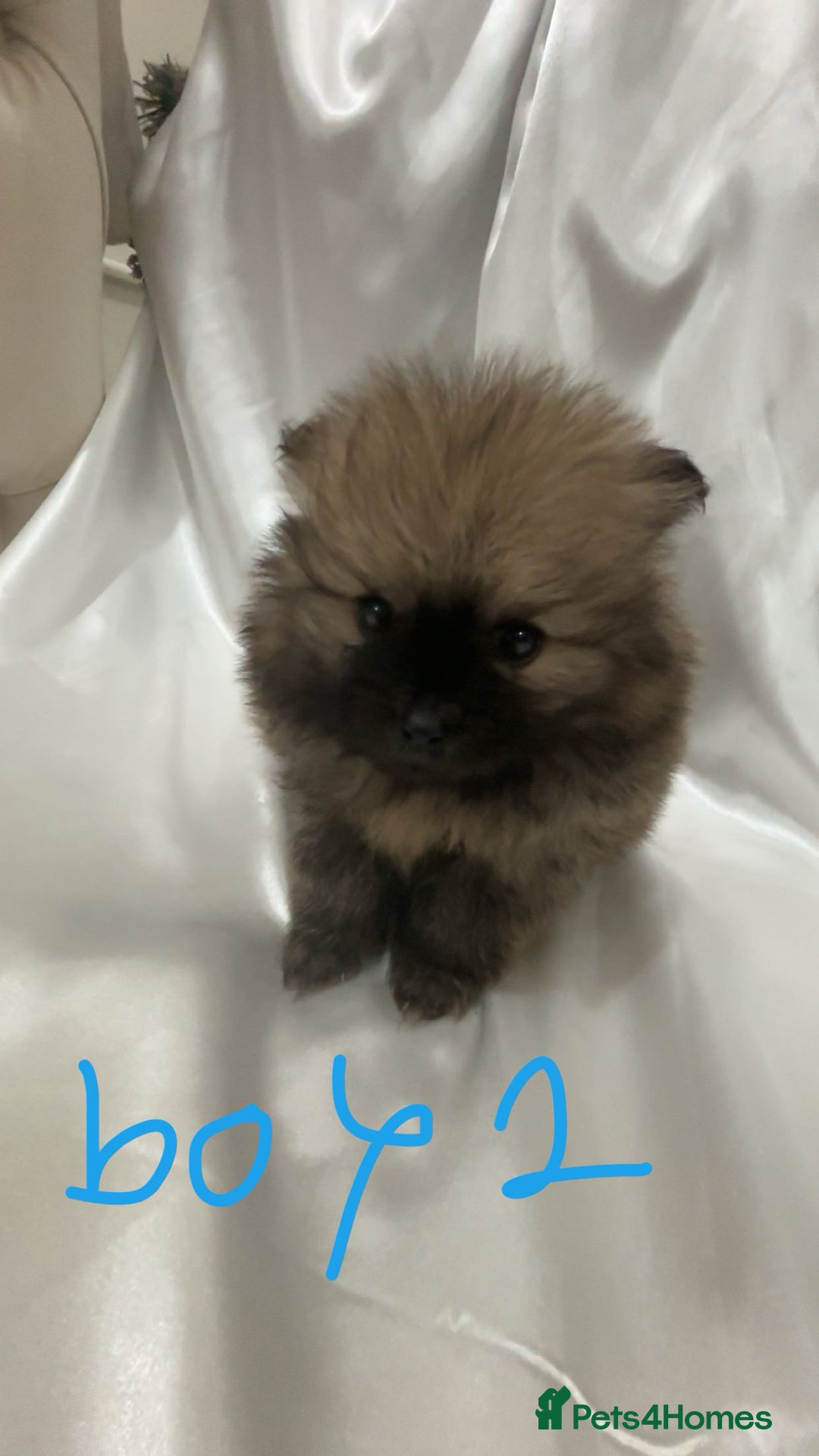 Pomeranian dogs for sale: Tiny Pomeranian puppys - Image 8