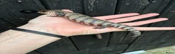 Skink reptiles for sale: Merauke Blue Tongue Skink babies - Advert 4