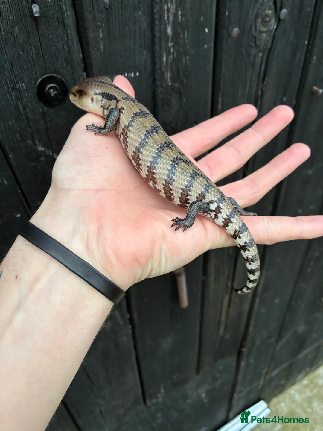Skink reptiles for sale: Merauke Blue Tongue Skink babies - Advert 4