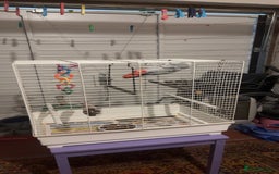 Parrots birds for sale: African gray male  - Image 7