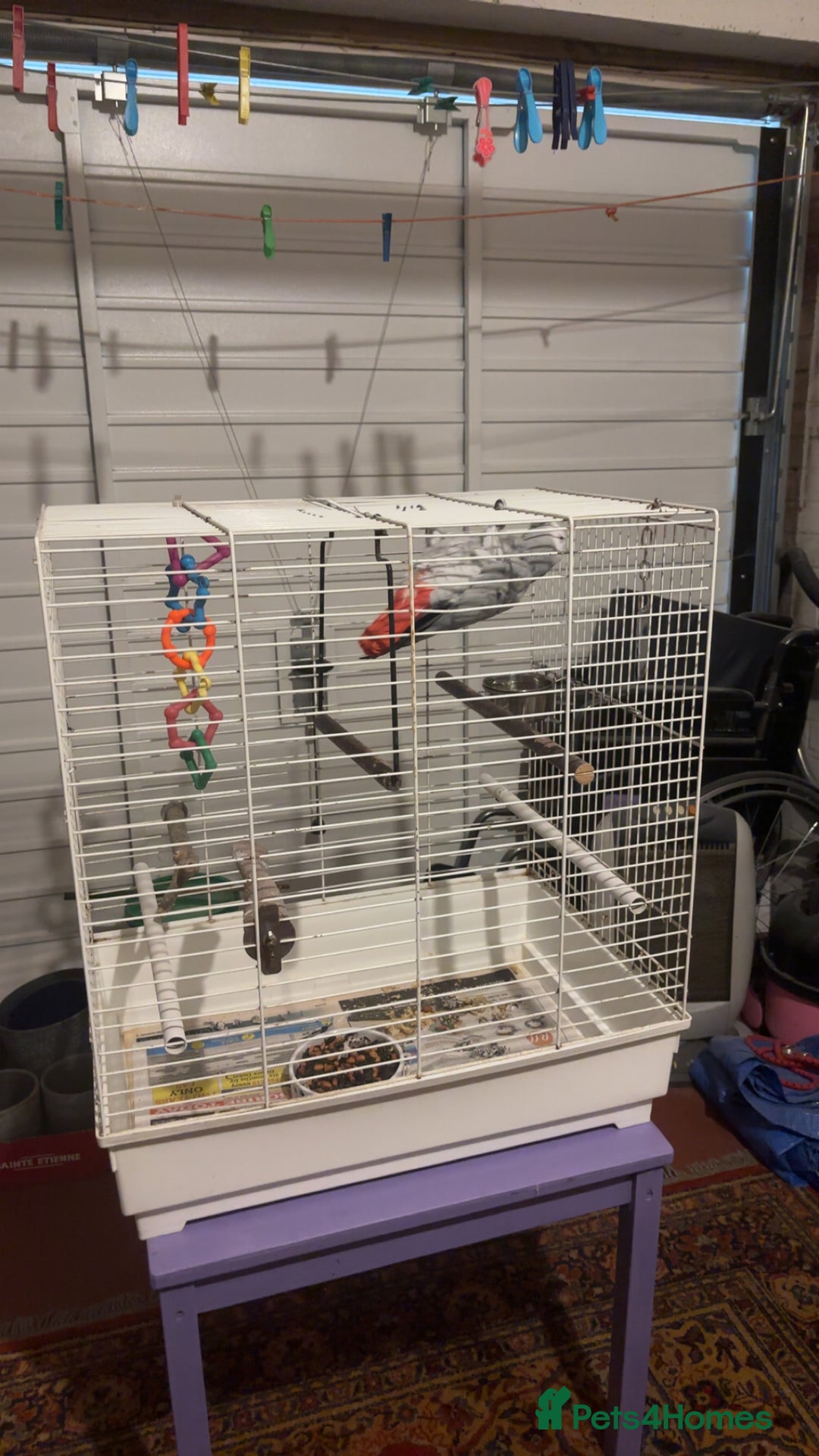 Parrots birds for sale: African gray male  - Image 7