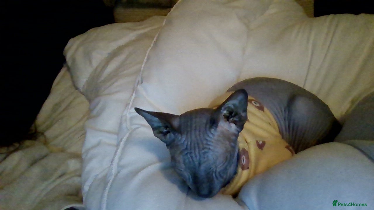 Sphynx cats male spyinx kitten - Advert 1