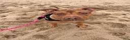 Mixed Breed dogs for sale: Our beautiful Penny in Peterborough - Advert 3