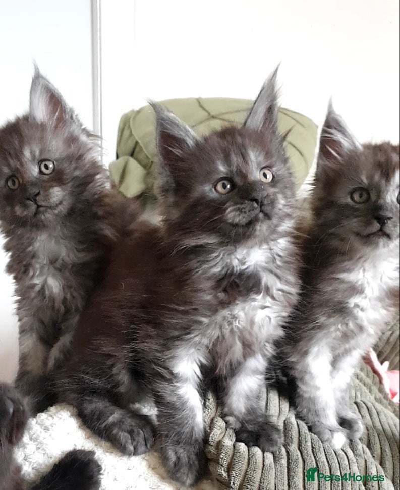 Maine Coon cats Maine coon kittens  - Advert 4