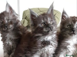 Maine Coon cats Maine coon kittens - Advert 4