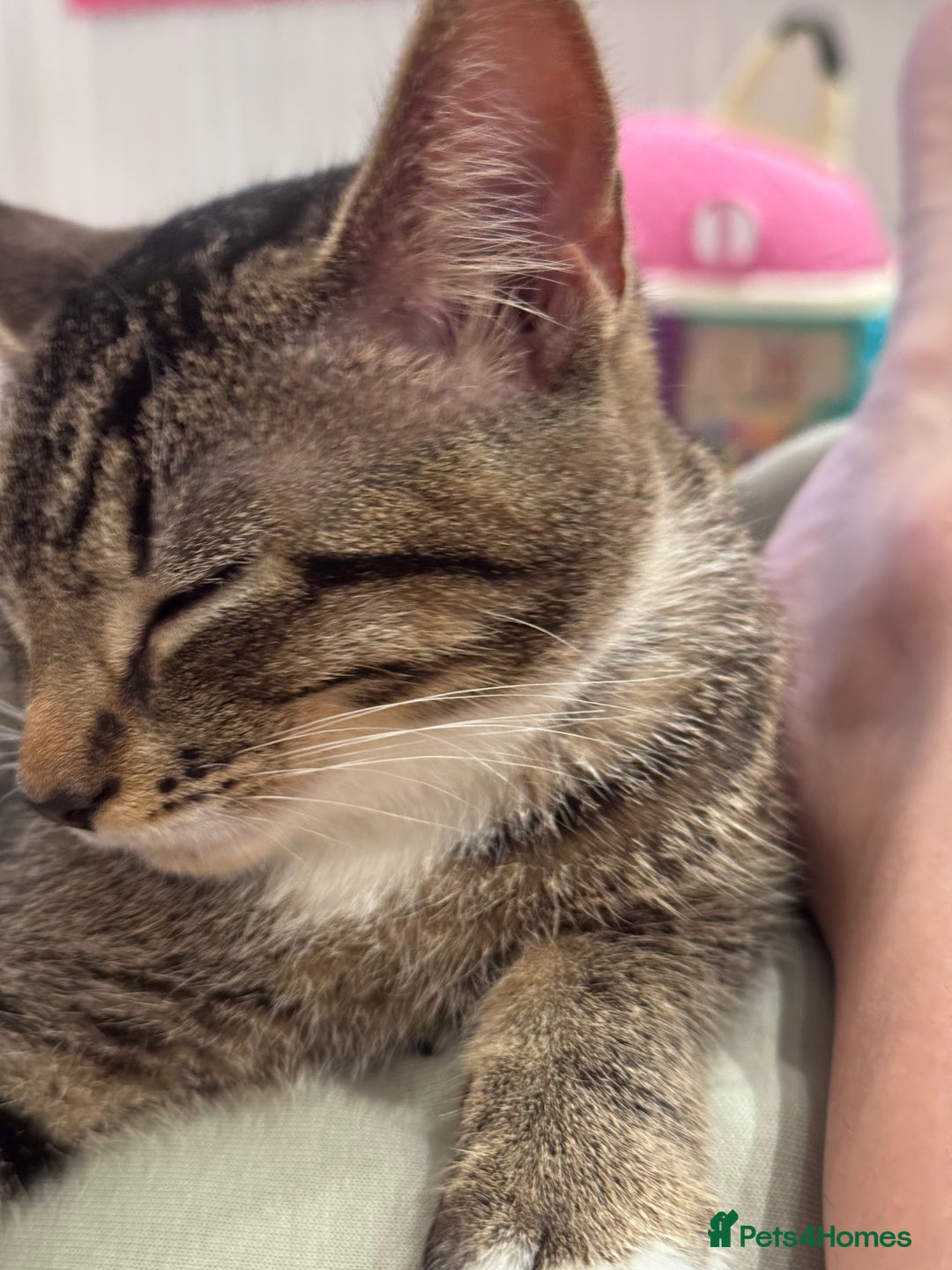 Mixed Breed cats for sale: Two Gorgeous Cats for Sale – Loving Homes Wanted - Advert 11