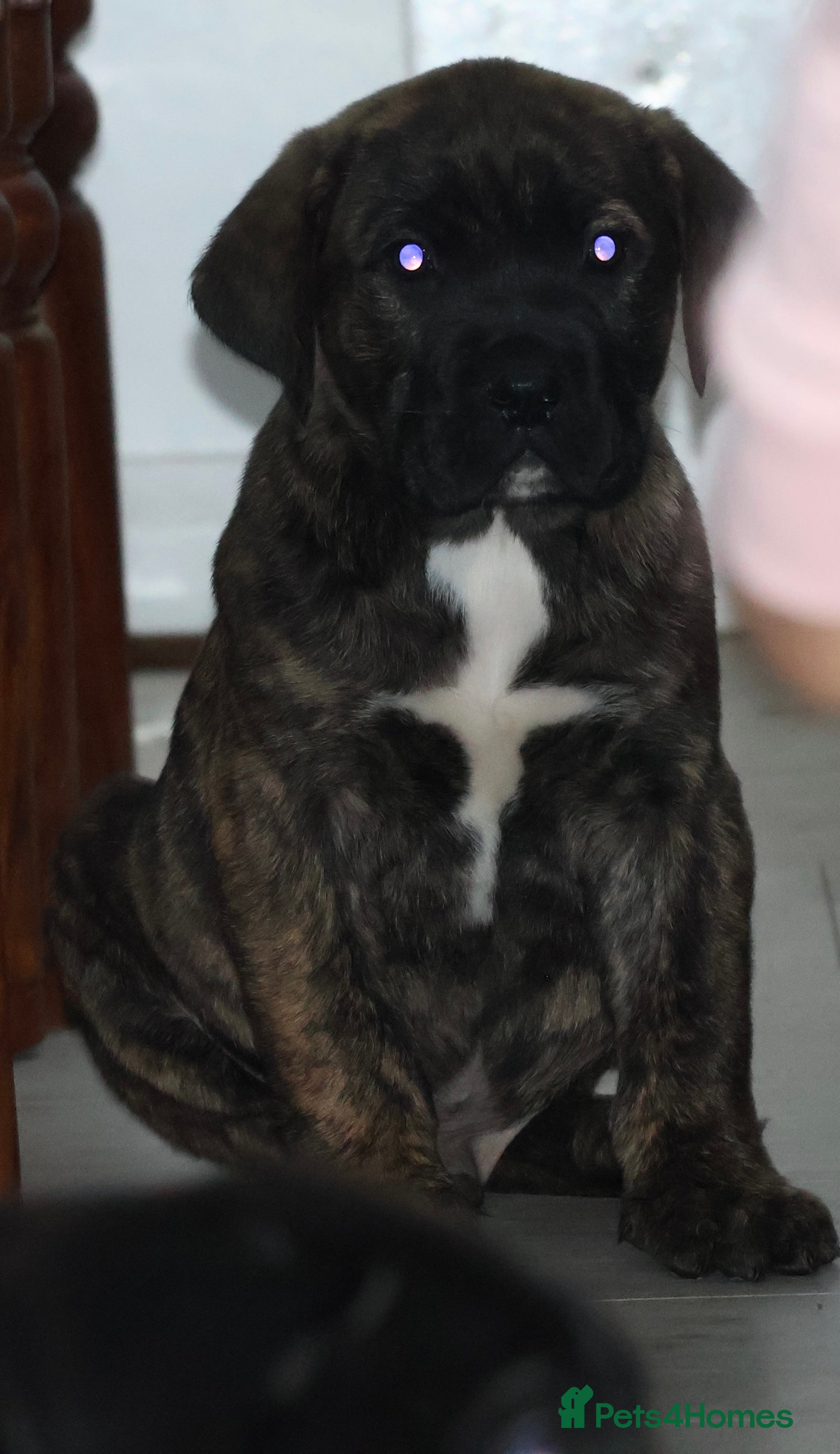 Presa Canario dogs Presa Canario puppies - Advert 1