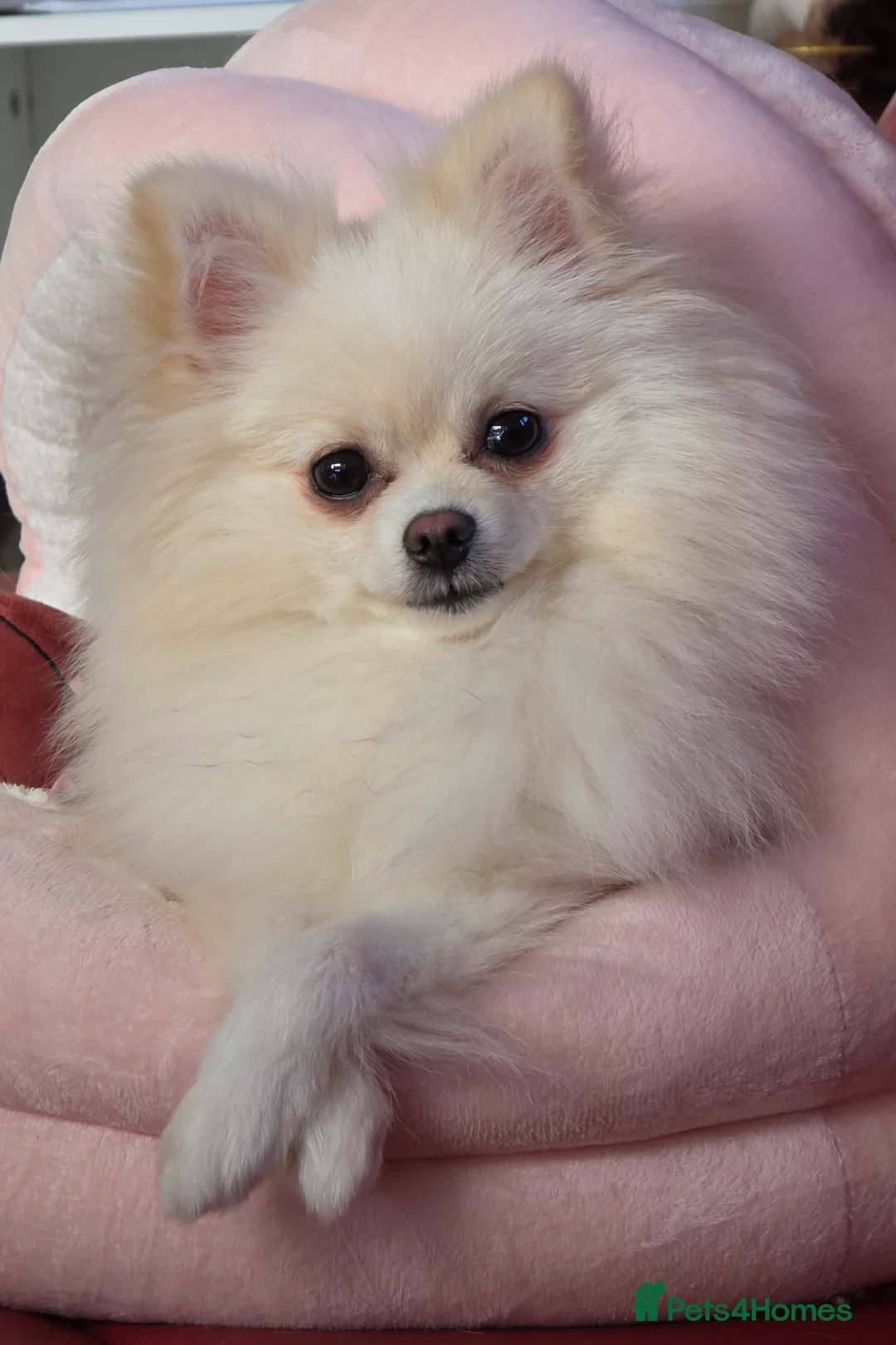 Pomeranian dogs for sale: KC registered teddy face Pomeranian Male Pups - Advert 21