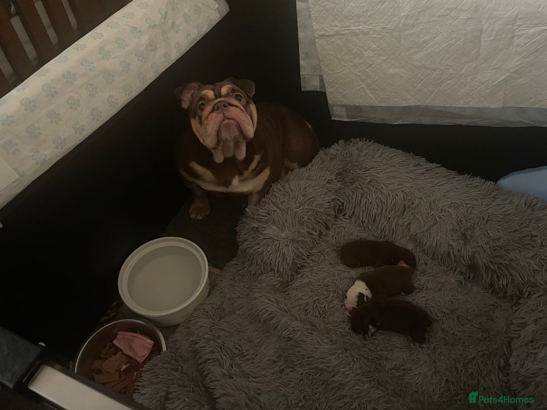 English Bulldog dogs for sale: TOP CLASS  English Bull Dog puppies  - Advert 7