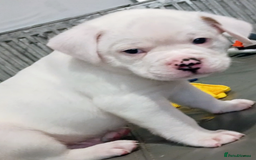 Boxer dogs for sale: Boxer pups - Image 2