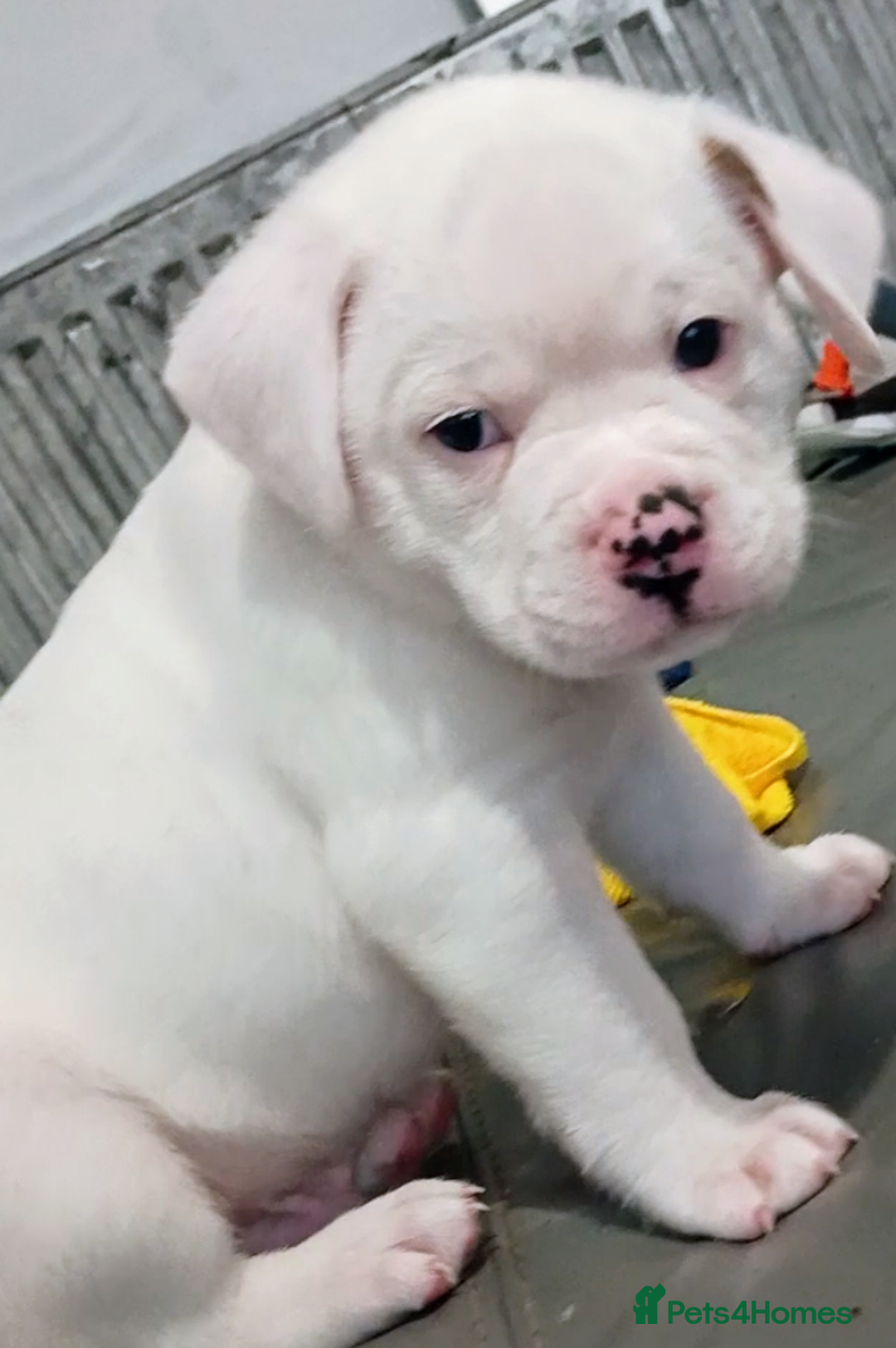 Boxer dogs for sale: Boxer pups - Image 2
