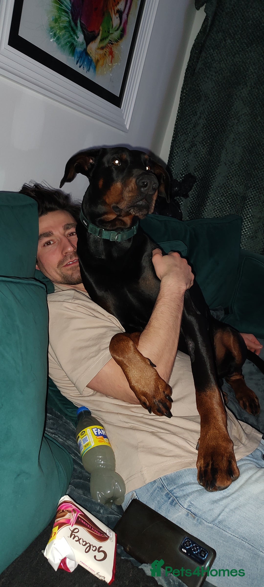 Dobermann dogs for sale: 4 year old Male Doberman looking for forever home - Image 25