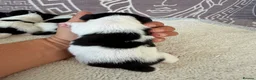 Jack Russell dogs for sale: Short legged Jack russells - Advert 7