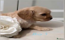 Cavapoo dogs for sale: 8 F1 dna health tested Cavapoos  - Image 18