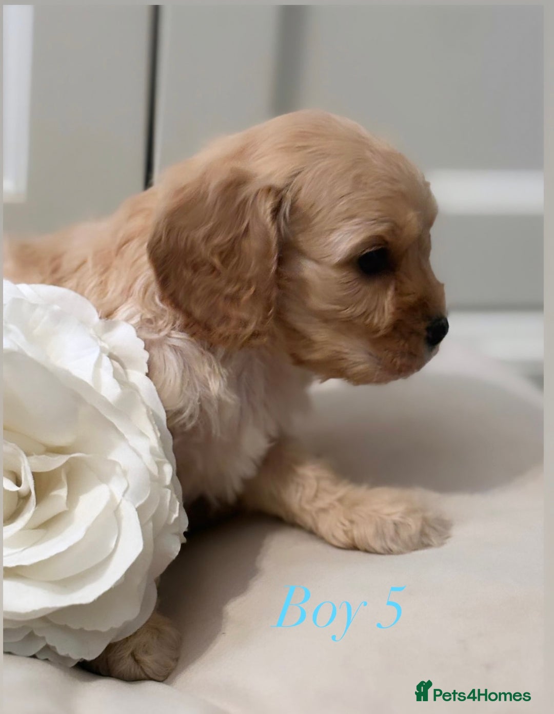 Cavapoo dogs for sale: 8 F1 dna health tested Cavapoos  - Image 18
