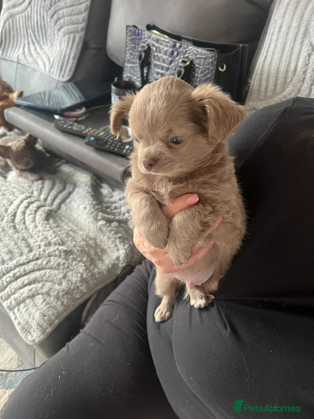 Chihuahua dogs for sale: Chihuahua long haired in Liverpool - Advert 2