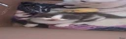 Domestic Shorthair cats for sale: Beautiful kittens - Advert 8