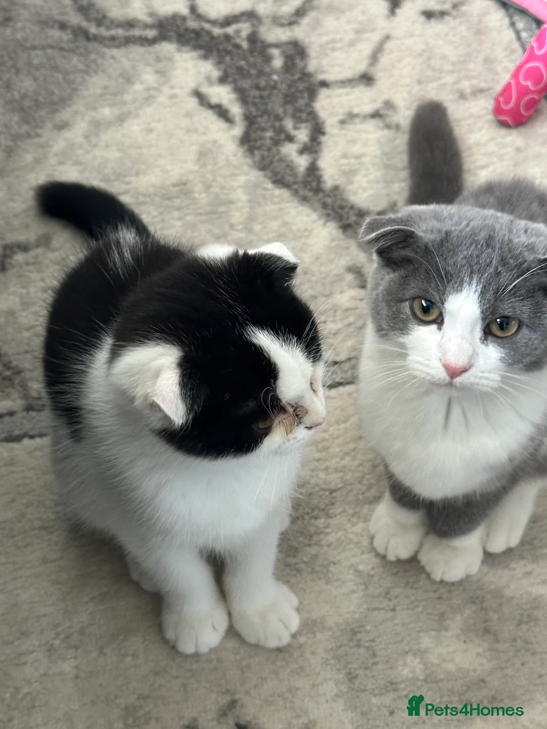 Scottish Fold cats for sale: Cate and Lilly  - Advert 4