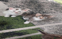 Mixed Breed cats for sale: Kittens for sale - Image 18