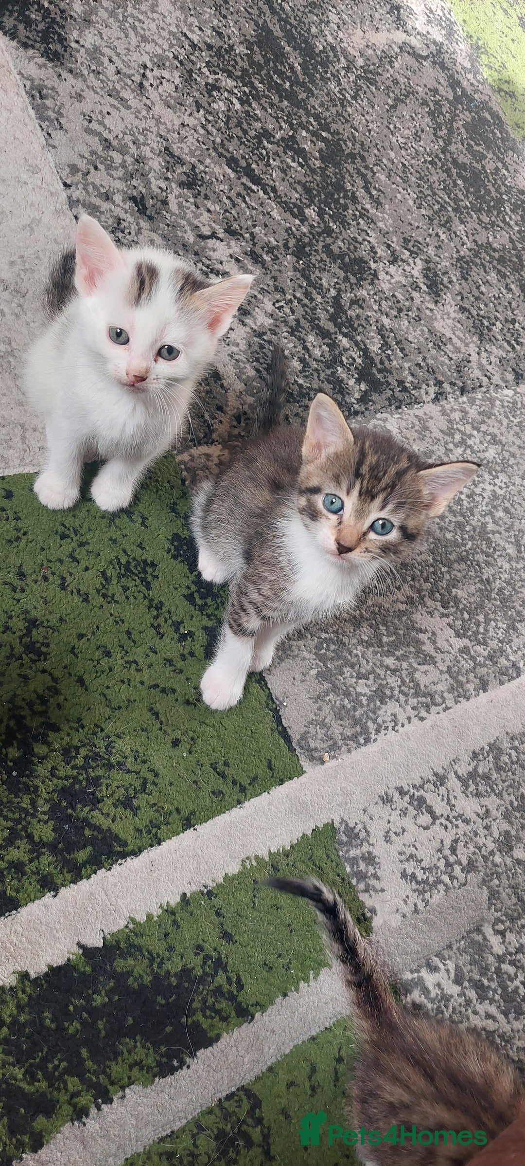 Mixed Breed cats for sale: Kittens for sale - Image 18