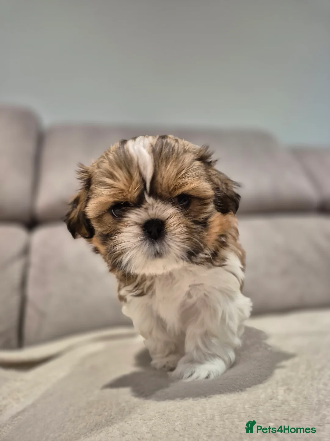 Shih Tzu dogs for sale: KC Registered Shih Tzu Puppies - Home Raised - Advert 26