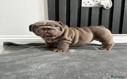 English Bulldog dogs for sale: English Bulldogs in Birmingham - Image 7