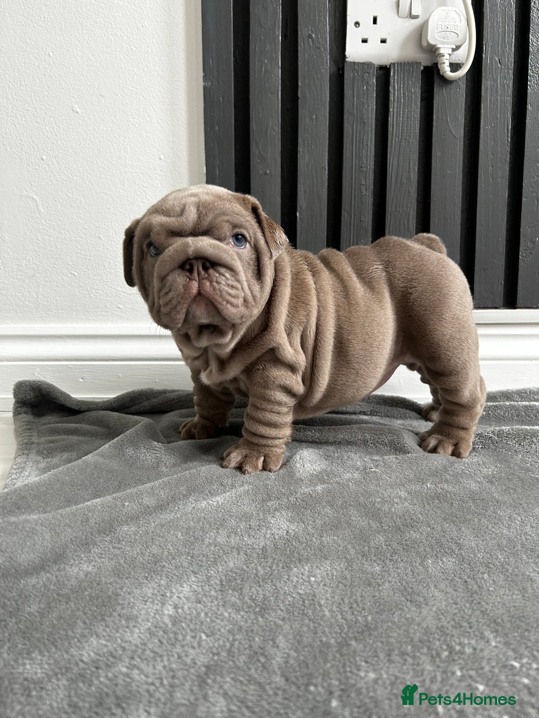 English Bulldog dogs for sale: English Bulldogs in Birmingham - Image 7