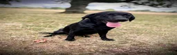 Labrador Retriever dogs for sale: KC REGISTERED LABRADOR PUPPIES - Advert 4