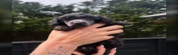 Miniature Poodle dogs for sale: One last boy left in this fabulous litter  - Advert 2