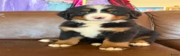 Bernese Mountain Dog dogs for sale: Kc reg Bernese puppies - Advert 8
