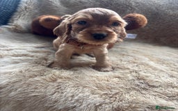 Cocker Spaniel dogs for sale: Cocker spaniel puppies  - Image 16