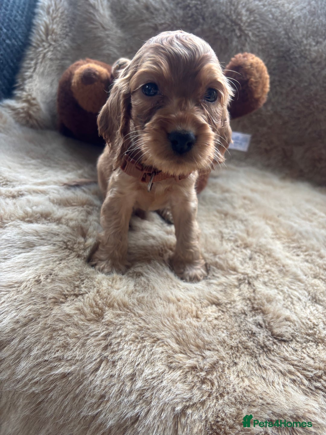 Cocker Spaniel dogs for sale: Cocker spaniel puppies  - Image 16
