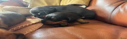 Dachshund dogs for sale: KC Registered Standard Dachshunds  - Advert 3