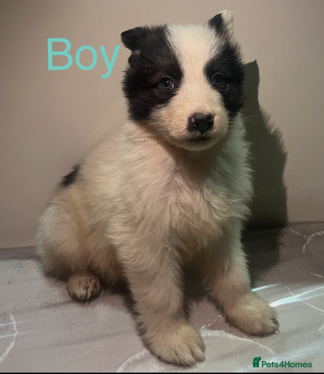 German Shepherd dogs for sale: 4 beautiful German shepherd  - Advert 3