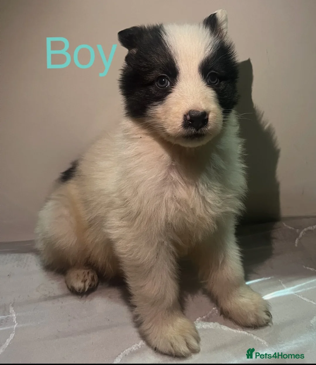 German Shepherd dogs for sale: 4 beautiful German shepherd SOLD - Advert 3